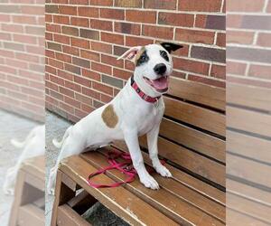 Mutt Dogs for adoption in Boston, MA, USA