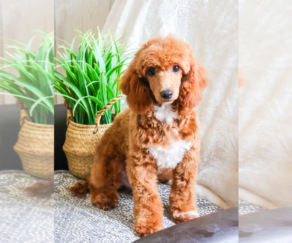 Medium Photo #3 Poodle (Toy) Puppy For Sale in SYRACUSE, IN, USA