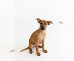 Small #3 Labrador Retriever Mix