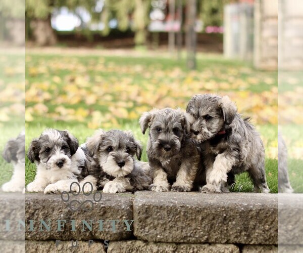 Medium Photo #2 Schnauzer (Miniature) Puppy For Sale in RONKS, PA, USA