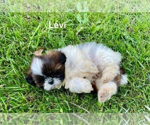 Shih Tzu Puppy for sale in MOUNT PLEASANT, MI, USA