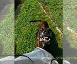 Small #1 American Staffordshire Terrier-Eurasier Mix