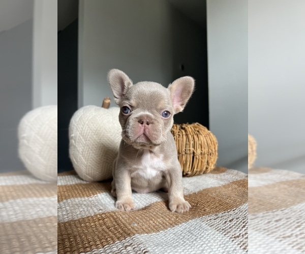 Medium Photo #1 French Bulldog Puppy For Sale in BELLE CHASSE, LA, USA