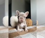 Puppy 2 French Bulldog