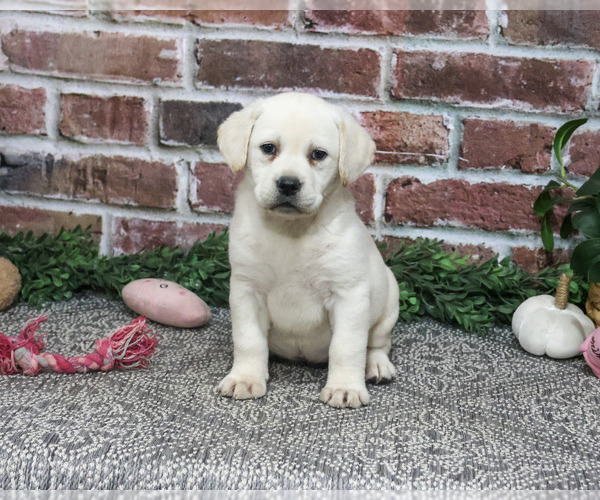 Medium Photo #4 Labrador Retriever Puppy For Sale in SYRACUSE, IN, USA