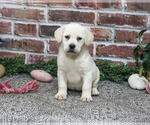 Diamond - Female Labrador Retriever Puppy for Sale - Photo #4
