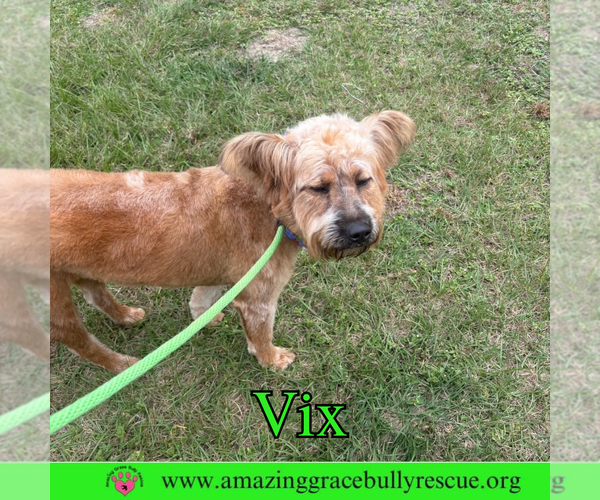 Medium Photo #5 Chow Chow-Poodle (Standard) Mix Puppy For Sale in Pensacola, FL, USA