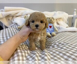 Poodle (Toy) Puppy for sale in REDLANDS, CA, USA