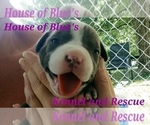 Small #21 American Pit Bull Terrier