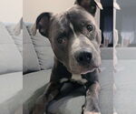 Small #3 American Staffordshire Terrier-Golden Retriever Mix