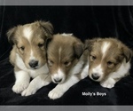 Small Photo #1 Shetland Sheepdog Puppy For Sale in GULFPORT, MS, USA