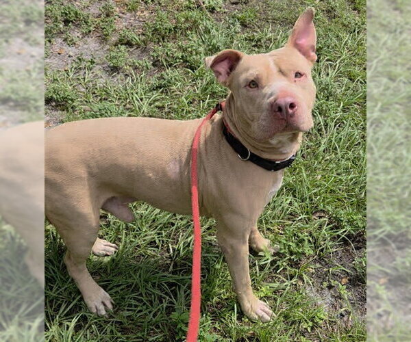 Medium Photo #1 American Staffordshire Terrier-Unknown Mix Puppy For Sale in Fort Lauderdale, FL, USA