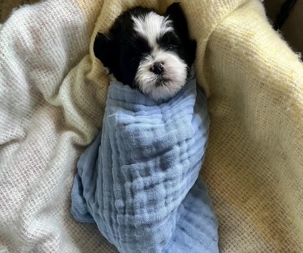 Medium Photo #1 Shih Tzu Puppy For Sale in VANCOUVER, WA, USA