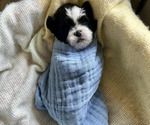 Small Shih Tzu