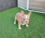 Small #18 French Bulldog