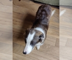 Puppy Puppy 1 Border Collie