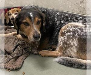 Beagle-Unknown Mix Dogs for adoption in Peoria, IL, USA