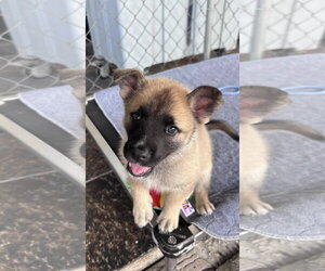 German Shepherd Dog-Unknown Mix Dogs for adoption in Fort Worth, TX, USA