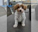 Puppy MAPLE Miniature Labradoodle