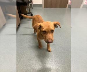 Mutt Dogs for adoption in Baytown, TX, USA