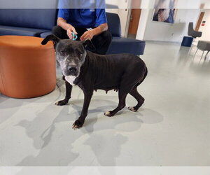 American Pit Bull Terrier Dogs for adoption in Ocala, FL, USA
