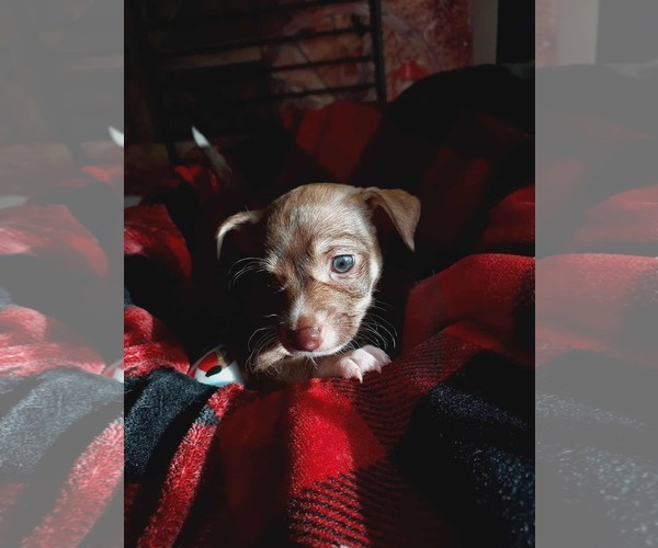 Medium Photo #2 Cairn Terrier-Unknown Mix Puppy For Sale in Arlington, WA, USA