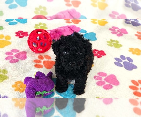 Medium Photo #5 Yorkipoo Puppy For Sale in ORO VALLEY, AZ, USA