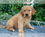 Small #1 Golden Retriever