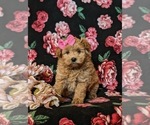 Small Photo #1 Pookimo Puppy For Sale in QUARRYVILLE, PA, USA