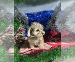 Small #13 YorkiePoo