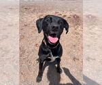 Small #7 Labrador Retriever Mix