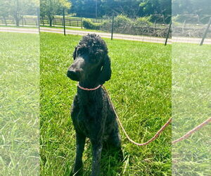 Poodle (Standard) Dogs for adoption in Pacolet, SC, USA