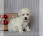 Small Photo #3 Bichon Frise Puppy For Sale in GAP, PA, USA