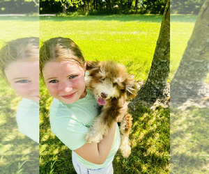 Miniature Bernedoodle Puppy for sale in BLUE SPRINGS, MO, USA