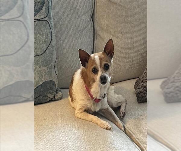 Medium Photo #1 Chihuahua-Unknown Mix Puppy For Sale in Conroe, TX, USA