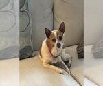 Small Chihuahua Mix