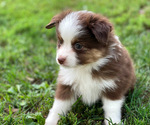 Small #3 Miniature Australian Shepherd