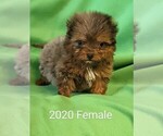 Small Photo #2 Australian Shepherd-Poodle (Toy) Mix Puppy For Sale in CLARE, IL, USA