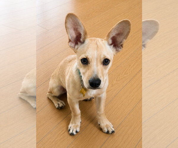 Medium Photo #5 Chiweenie Puppy For Sale in Sandy, UT, USA