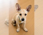 Small #4 Chiweenie