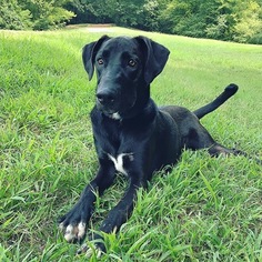 Australian Cattle Dog-Great Dane Mix Dogs for adoption in CORDOVA, TN, USA