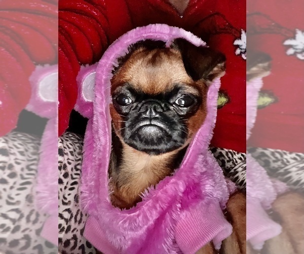 Medium Photo #4 Brussels Griffon Puppy For Sale in SCOTTSDALE, AZ, USA