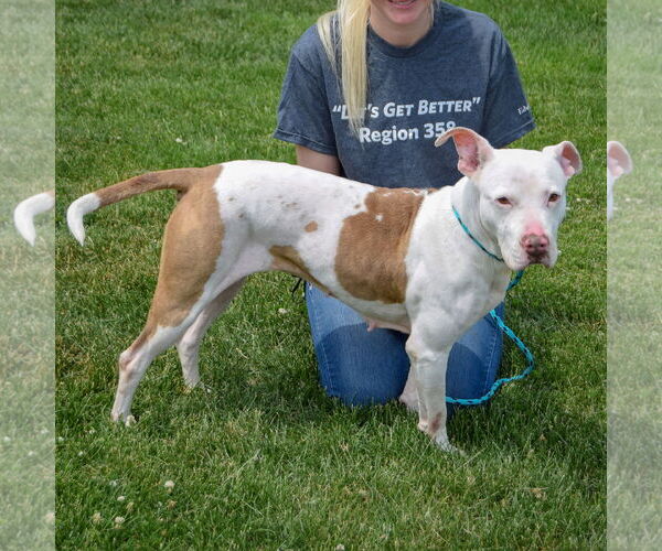 Medium Photo #3 American Staffordshire Terrier-Boxer Mix Puppy For Sale in Huntley, IL, USA