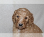 Small Photo #2 Goldendoodle Puppy For Sale in FRESNO, OH, USA
