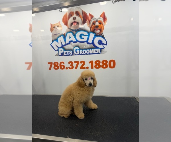 Medium Photo #1 Pyredoodle (Toy) Puppy For Sale in MIAMI, FL, USA