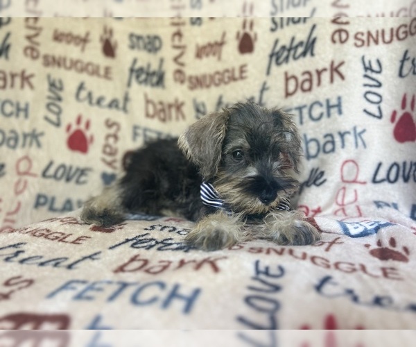 Medium Photo #8 Schnauzer (Miniature) Puppy For Sale in LAKELAND, FL, USA