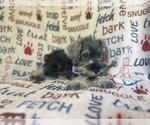 Small #7 Schnauzer (Miniature)