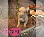 Small Photo #3 American Bully Puppy For Sale in SALEM, IL, USA