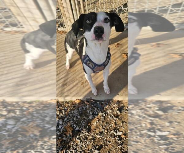 Medium Photo #2 Jack Russell Terrier-Unknown Mix Puppy For Sale in DuQuoin, IL, USA
