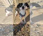 Small #1 Jack Russell Terrier Mix